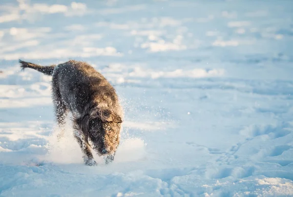 Gelukkige Zwarte Hond Spelen Sneeuw — Stockfoto