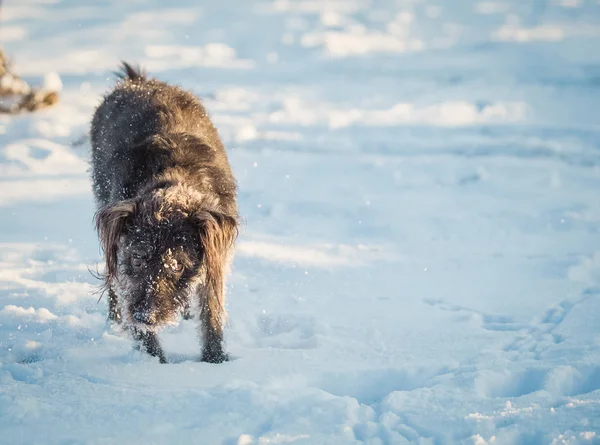 Щасливий Чорний Собака Грає Снігу — стокове фото