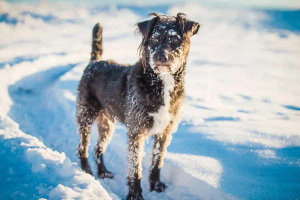 Happy Black Dog Playing Snow — ストック写真