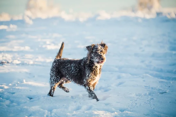 Karda Oynayan Mutlu Siyah Köpek — Stok fotoğraf