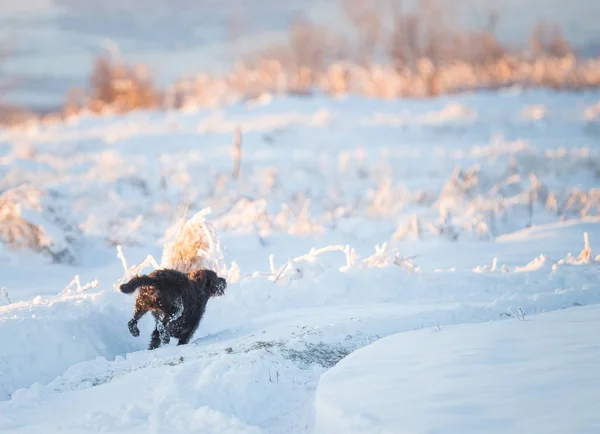 Šťastný Černý Pes Hraje Sněhu — Stock fotografie