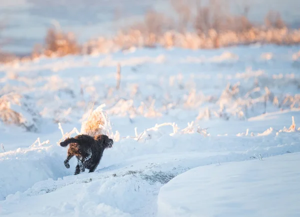 Feliz Cão Preto Brincando Neve — Fotografia de Stock