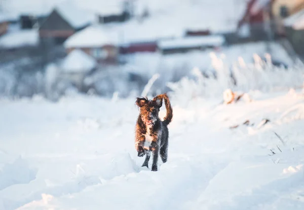 Glücklicher Schwarzer Hund Spielt Schnee — Stockfoto