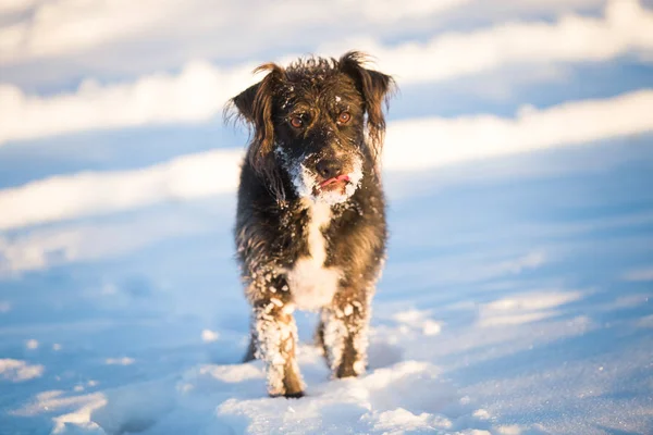 Karda Oynayan Mutlu Siyah Köpek — Stok fotoğraf