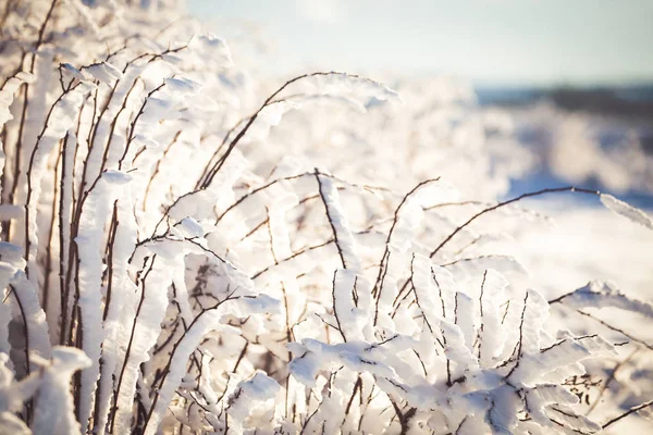 Winter wonderland frozen flowers background