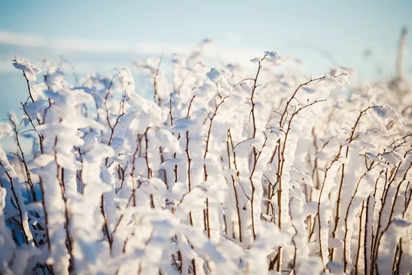 Winter Wonderland Frozen Flowers Background — Stock Photo, Image