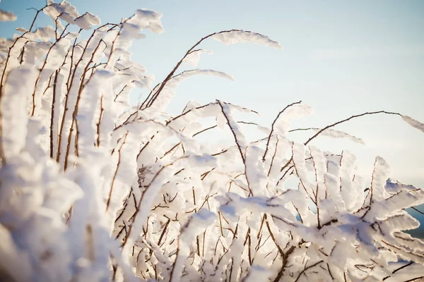 Inverno País Das Maravilhas Flores Congeladas Fundo — Fotografia de Stock