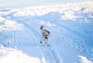Mutlu evlatlık köpek karda oynuyor.