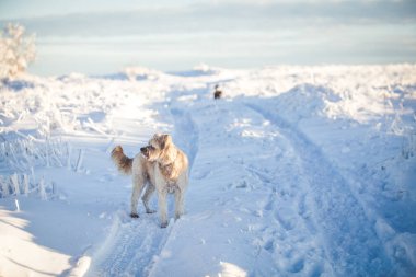Mutlu evlatlık köpek karda oynuyor.