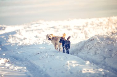 Mutlu evlatlık köpek karda oynuyor.