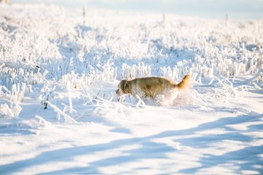 Mutlu evlatlık köpek karda oynuyor.