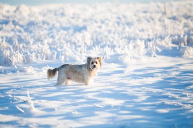 Mutlu evlatlık köpek karda oynuyor.