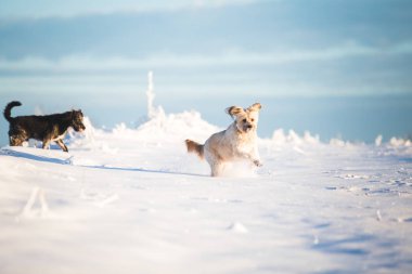 Mutlu evlatlık köpek karda oynuyor.