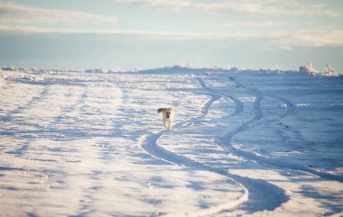 Mutlu evlatlık köpek karda oynuyor.