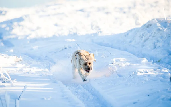 Glücklicher Adoptivhund Beim Spielen Schnee — Stockfoto
