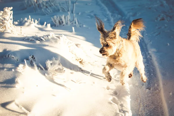 Feliz Perro Adoptado Jugando Nieve — Foto de Stock