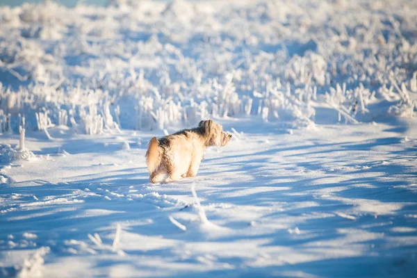 Glücklicher Adoptivhund Beim Spielen Schnee — Stockfoto