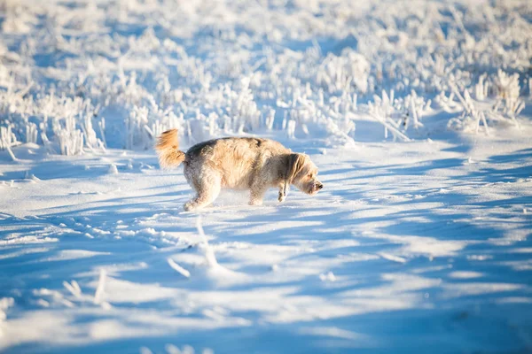 Happy adopted dog playing in the snow