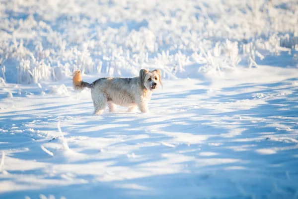 Mutlu Evlatlık Köpek Karda Oynuyor — Stok fotoğraf