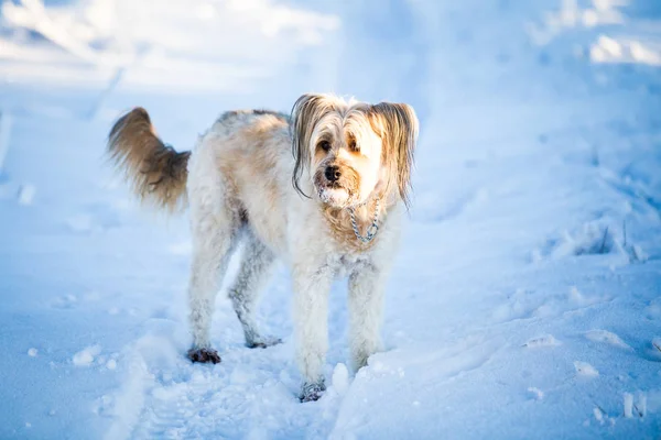 Feliz Cão Adotivo Brincando Neve — Fotografia de Stock