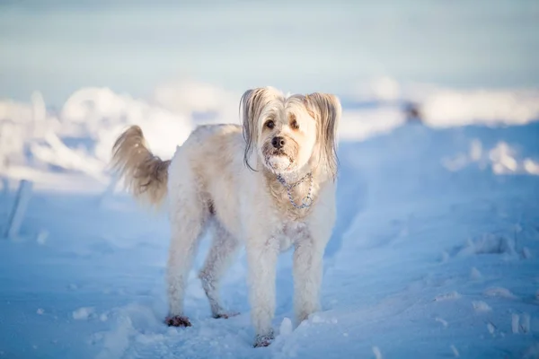 雪の中で遊ぶ幸せな養犬 — ストック写真