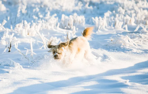 Feliz Perro Adoptado Jugando Nieve — Foto de Stock