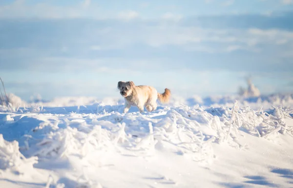 Happy Adopted Dog Playing Snow — Stock Photo, Image