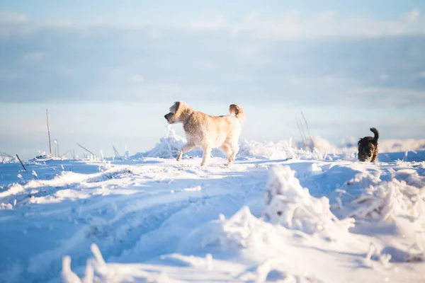 Feliz Perro Adoptado Jugando Nieve — Foto de Stock