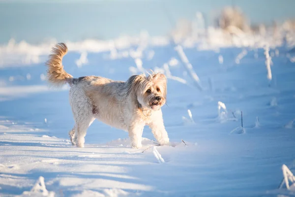 Mutlu Evlatlık Köpek Karda Oynuyor — Stok fotoğraf