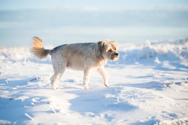 雪の中で遊ぶ幸せな養犬 — ストック写真