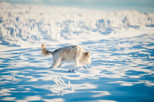 Glücklicher Adoptivhund Beim Spielen Schnee — Stockfoto