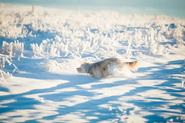 Счастливая Приемная Собака Играющая Снегу — стоковое фото
