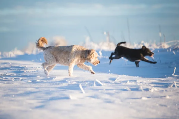 雪の中で遊ぶ幸せな養犬 — ストック写真