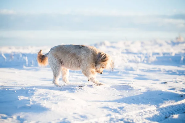 Happy adopted dog playing in the snow