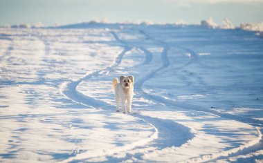 Mutlu evlatlık köpek karda oynuyor.