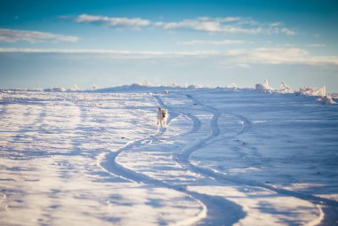 Mutlu evlatlık köpek karda oynuyor.