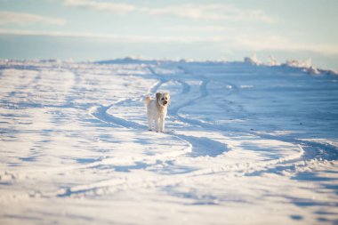 Mutlu evlatlık köpek karda oynuyor.