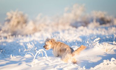Mutlu evlatlık köpek karda oynuyor.