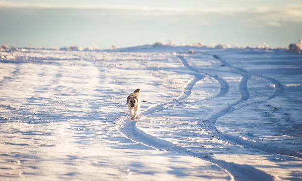 Happy adopted dog playing in the snow