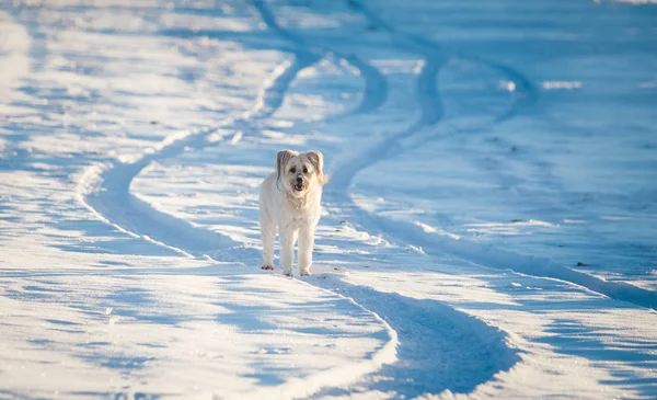 雪の中で遊ぶ幸せな養犬 — ストック写真