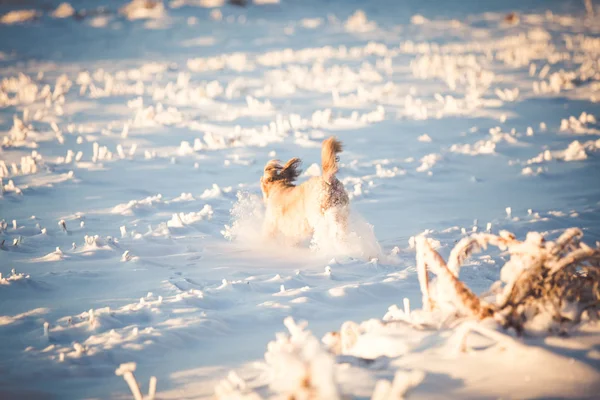 Feliz Cão Adotivo Brincando Neve — Fotografia de Stock