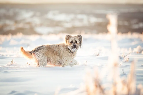 Mutlu Evlatlık Köpek Karda Oynuyor — Stok fotoğraf