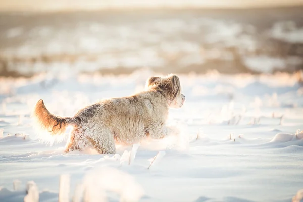 Gelukkig Geadopteerde Hond Spelen Sneeuw — Stockfoto