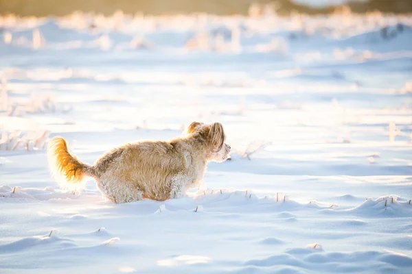Ευτυχισμένο Υιοθετημένο Σκυλί Που Παίζει Στο Χιόνι — Φωτογραφία Αρχείου