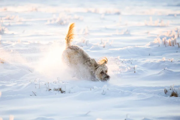 Fericit Adoptat Câine Joc Zăpadă — Fotografie, imagine de stoc