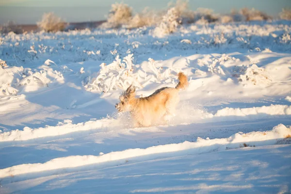 Feliz Cão Adotivo Brincando Neve — Fotografia de Stock