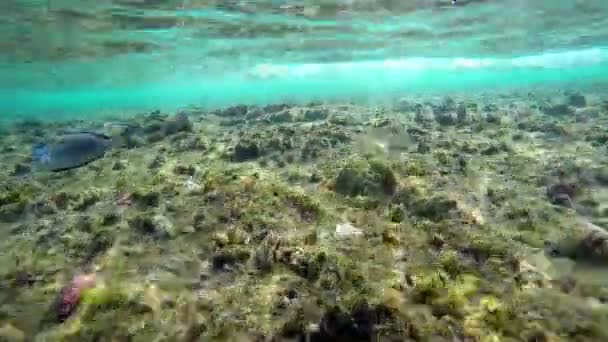 Υποβρύχια Κοραλλιογενή Ύφαλο Ερυθράς Θάλασσας — Αρχείο Βίντεο