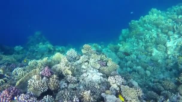 Arrecife Coral Submarino Del Mar Rojo Egipto — Vídeo de stock