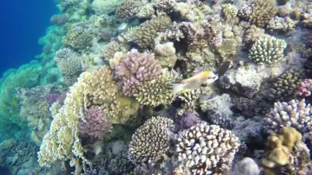 Rotes Unterwasserkorallenriff Ägypten — Stockvideo