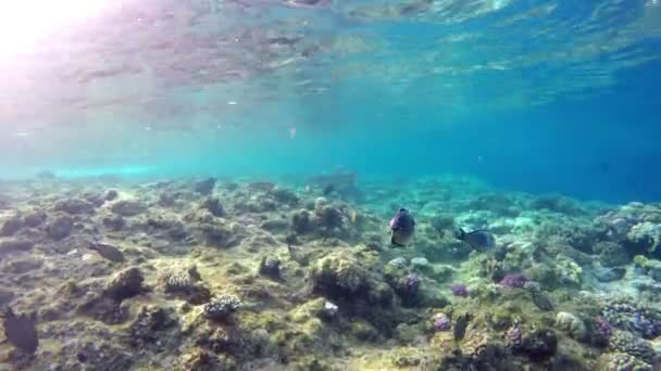 Υποβρύχια Κοραλλιογενή Ύφαλο Ερυθράς Θάλασσας — Αρχείο Βίντεο